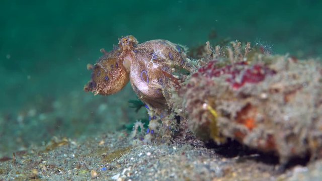 Bluering Blue-ringed octopus (Hapalochlaena) with eggs walking over sand