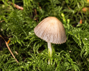 Mushroom among Moss