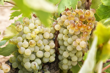 Racimos de uvas durante la Vendimia