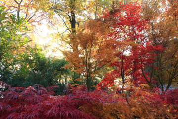Panele Szklane Podświetlane  kolor jesienny las