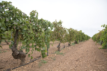 Fototapeta na wymiar Racimos de uvas en espaldera durante la Vendimia