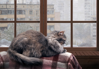 Cat on the balcony at the window. Outside the , snow, winter.  large, gray, furry