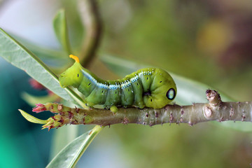Image of green caterpillar on branch