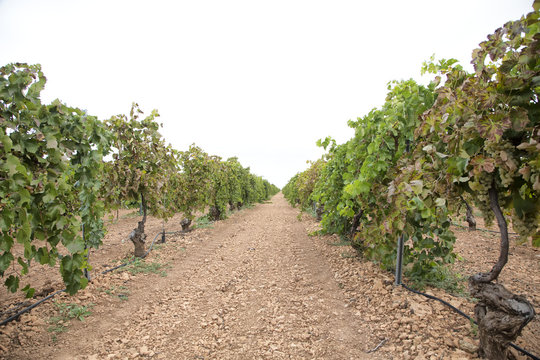 Racimos de uvas en espaldera durante la Vendimia