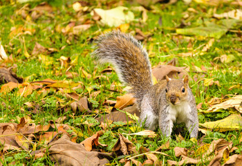 Naklejka na ściany i meble Gray squirrel on a carpet of leaves in autumn/fall.