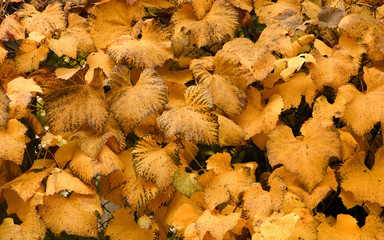 yellow autumn leaves covering the forest trail
