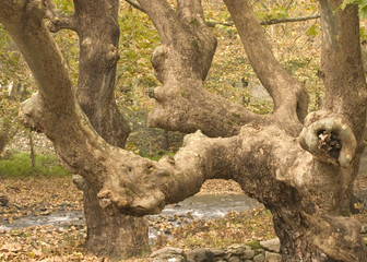 old fairy forest in autumn