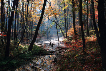 small autumn brooklet
