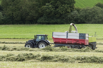 tracteur agricole chargeant le foin concassé