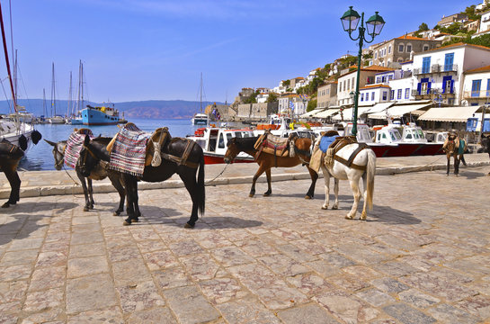donkeys the means of transport at Hydra island Saronic Gulf Greece