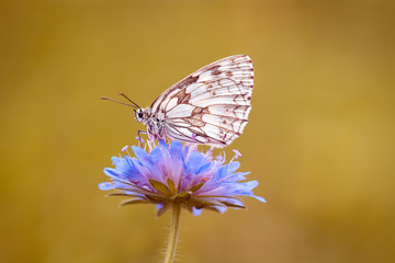 Schachbrett-Schmetterling