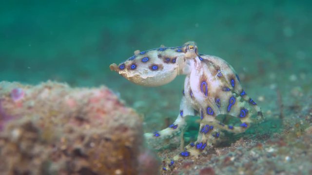 Blue-ringed octopus (Hapalochlaena) with eggs walking over sand