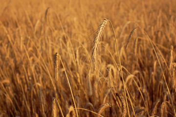 Golden wheat field in golden hour. Harvest time - 118457286