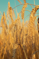 Golden wheat close up view in the field. Harvest time. - 118457441