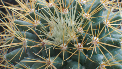 Thorns Reddish White
