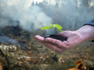 Men working hand holds a young plant. Background - tree felling, cutting of trees, smoke. The concept  environmental protection, forest, ecology