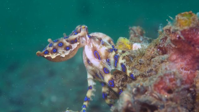 Blue-ringed octopus (Hapalochlaena) with eggs walking over coral
