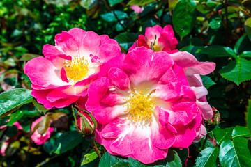 Pink Dog Rose (Wild Rose or Wild Briar) in a garden hedge.