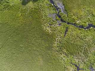 Black River Hancza in Turtul. Suwalszczyzna, Poland. Summer time