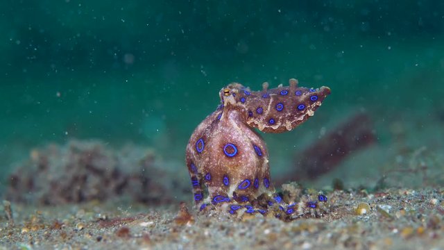 Blue-ringed octopus (Hapalochlaena) with eggs walking over sand