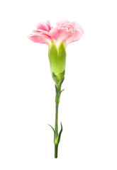 On top pink Dianthus chinensis isolated