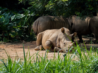 Fototapeta premium Sleeping rhino portrait