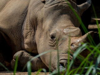 Sleeping rhino portrait