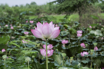 Beautiful pink lotus bloom in the pond .