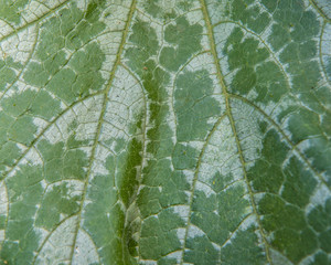 Macro of a squash plant leaf
