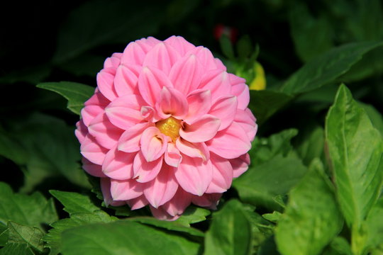 Beautiful image of pink Dahlia tucked into healthy green foliage of landscaped garden.