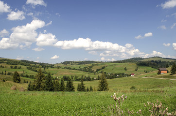 Fototapeta na wymiar picturesque green meadows of Ukrainian Carpathians 