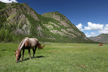 Fototapeta na wymiar Mount Altai State Natural Biospheric Reserve, Russia.
