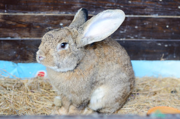Cute little grey rabbit in a paddock.