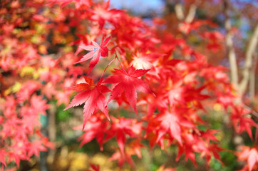 Colorful Autumn leaves in Kyoto Japan
