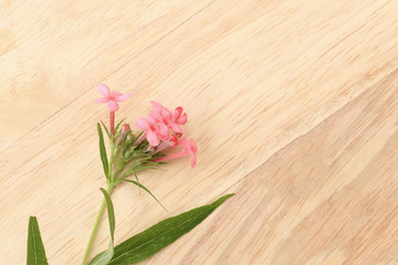 Obraz na płótnie Canvas Fragrant Pink Panama Rose on brown wooden cardboard. Flat lay sp