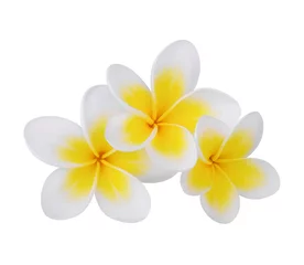 Cercles muraux Frangipanier Fleurs tropicales frangipanier (plumeria)