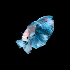 Blue betta fish