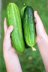 harvest fresh cucumbers, organic vegetable 