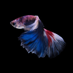 Blue betta fish