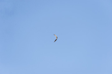 Northern Harrier changing direction