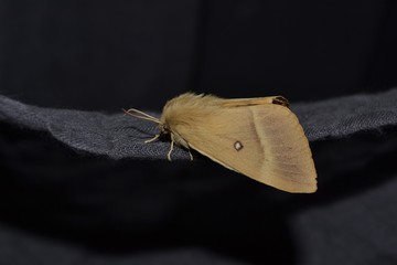 papillon sphinx
