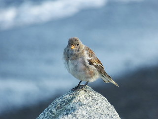 Spatz