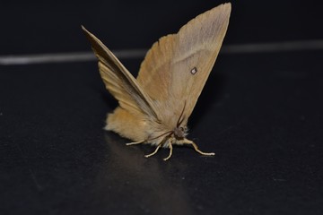 la pose du sphnix