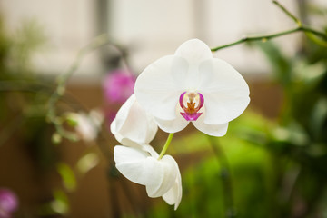 Naklejka na ściany i meble Orchid flowers