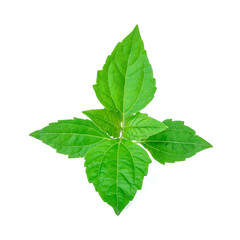Naklejka na ściany i meble Bitter bush, Siam weed, green leaves on white background