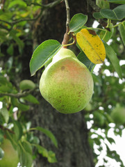 Single green pear hanging on the tree . Tuscany, Italy