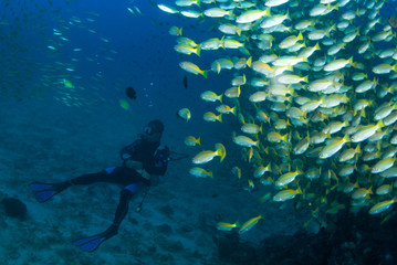 Fototapeta na wymiar Scuba Diver with fish
