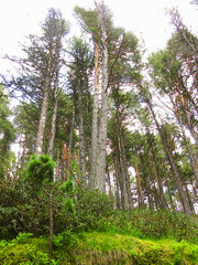 Green and wild nature, forest in Andorra (Europe). Trees and grass detail