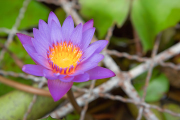 Beautiful Purple Lotus flower