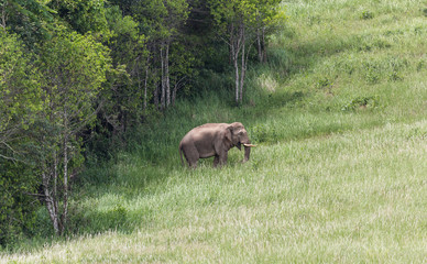 Wild elephant come out from trees